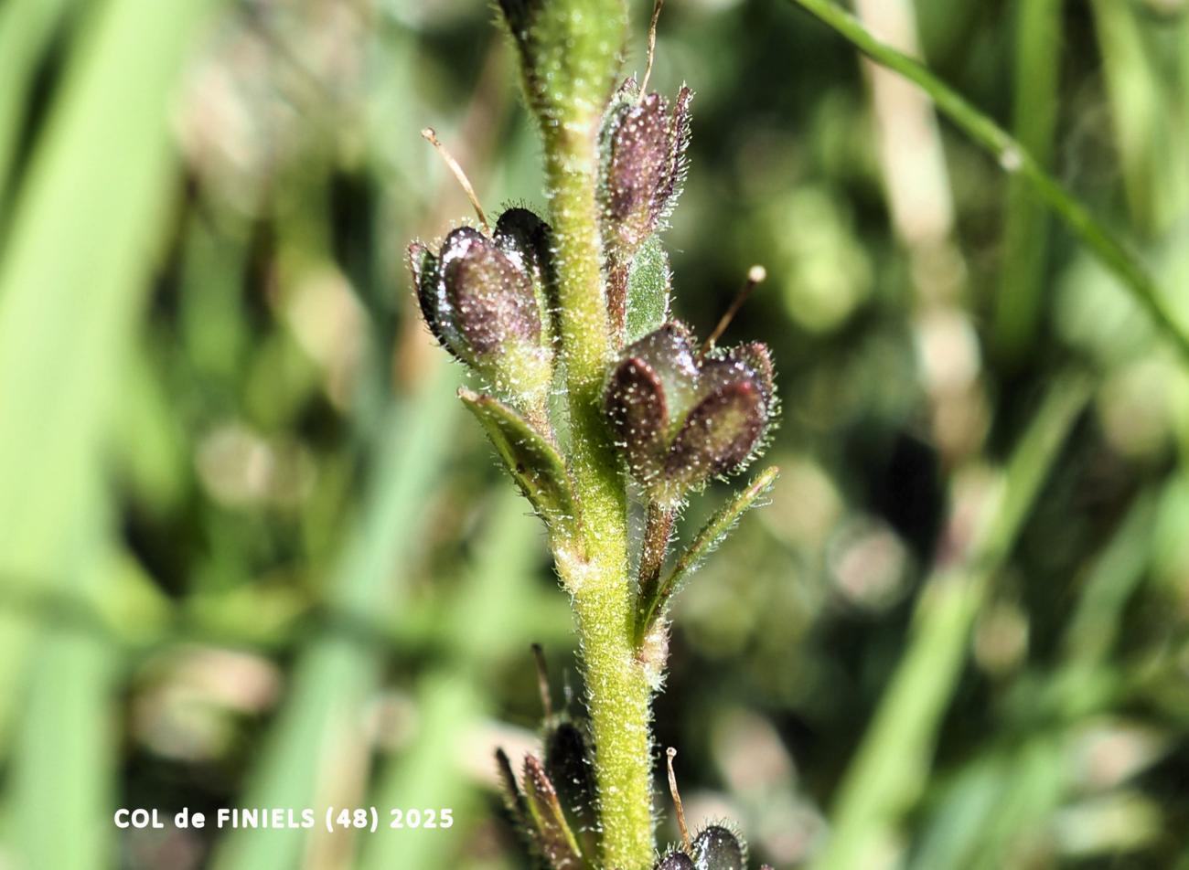 ? fruit